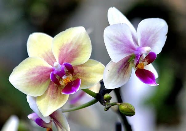 Om lust och njutning och sexualitet. Katinka - Samtalsterapeut ovh Parterapeut