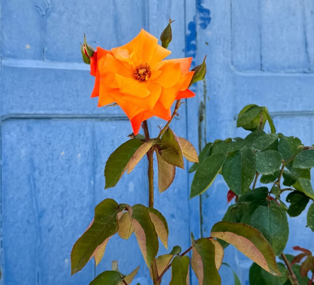 En blomma i orange mot en djupblå vägg. Den symboliserar sommar och semester. Katinka Samtalsterapi & Parterapi i Göteborg