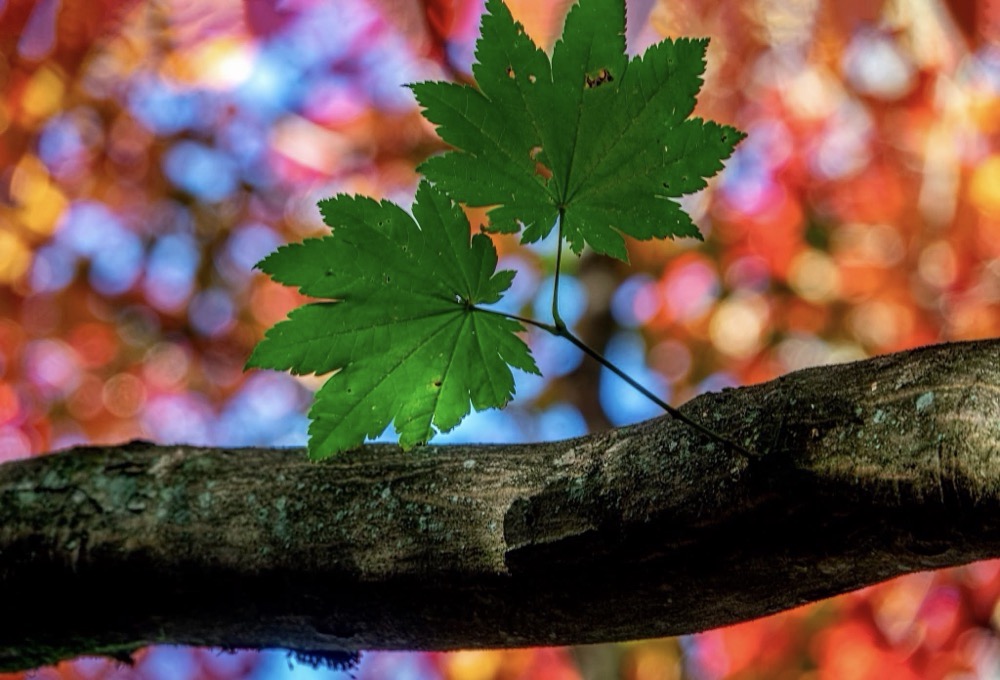 Vackra löv på ett träd i skogen som ska symbolisera hälsa och friskvård