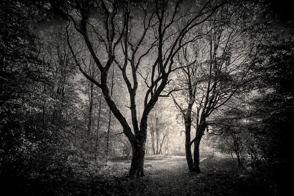 En svartvit skog med mörka träd, men en ljusglimt bakom dem. Ska symbolisera våld i nära relationer.