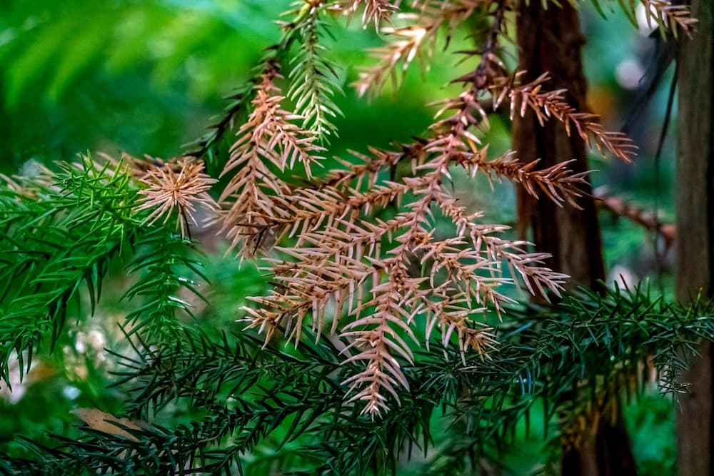 Vackert granbarr i skogen i mjuka gröna färger. Bilden ska symbolisera återhämtning från stress.