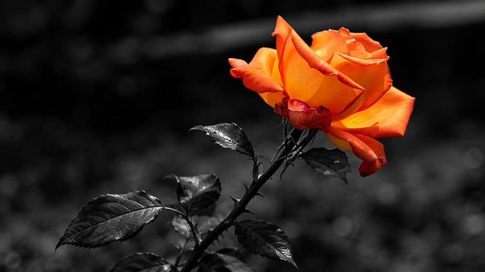 En bild på en klart lysande orange ros med svartvit stjälk och svarta taggar. Ska symbolisera våld i nära relationer.